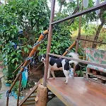 River Glamping Melgar