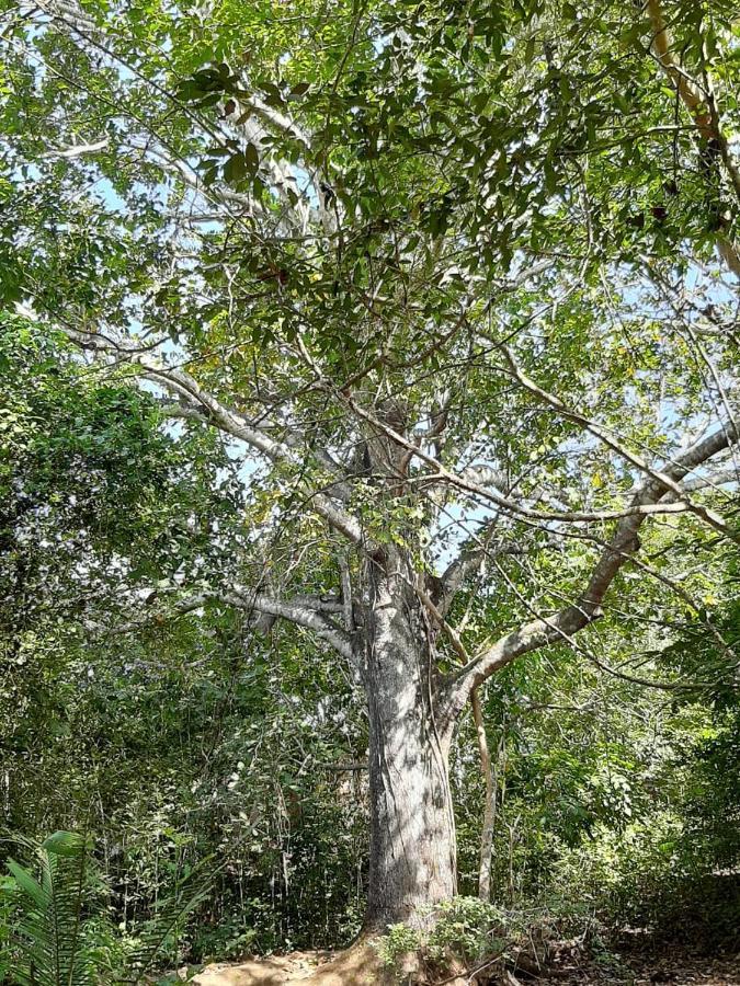 Campo de lujo Mangoo Glamping