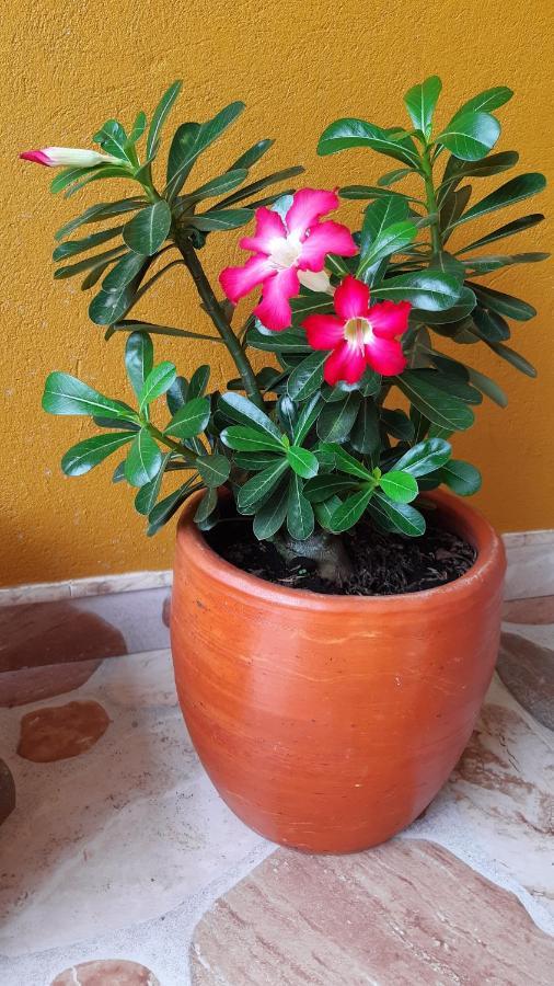 Aparta Estudio Familiar En Terraza Pensión Melgar