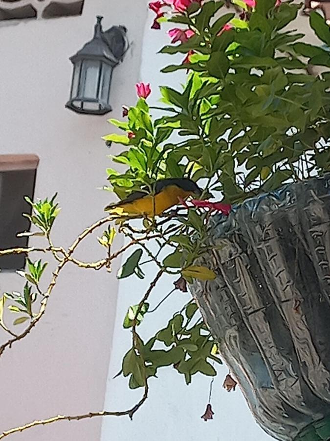 Maritza Hotel 2*
