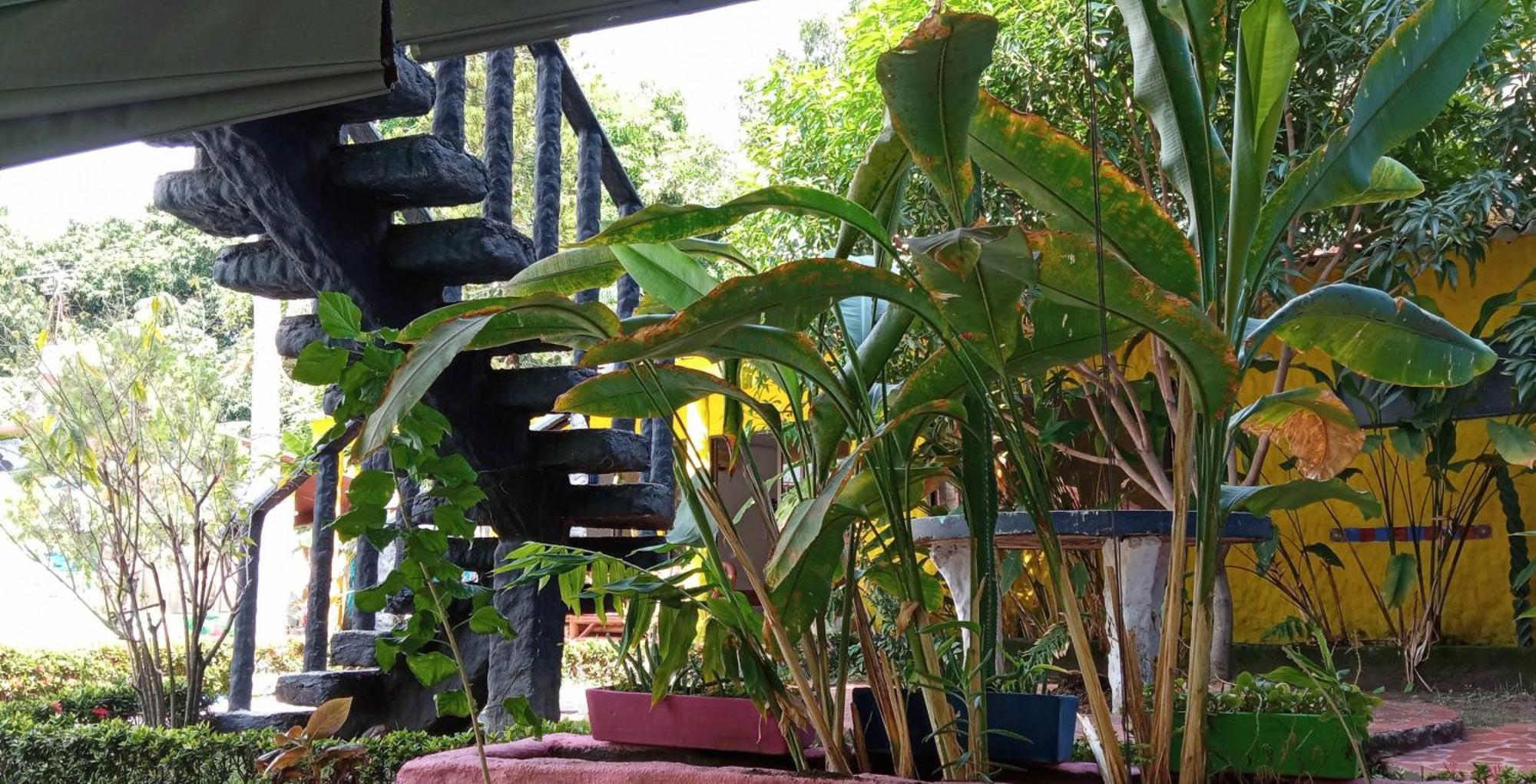 Palma Paraiso Melgar
